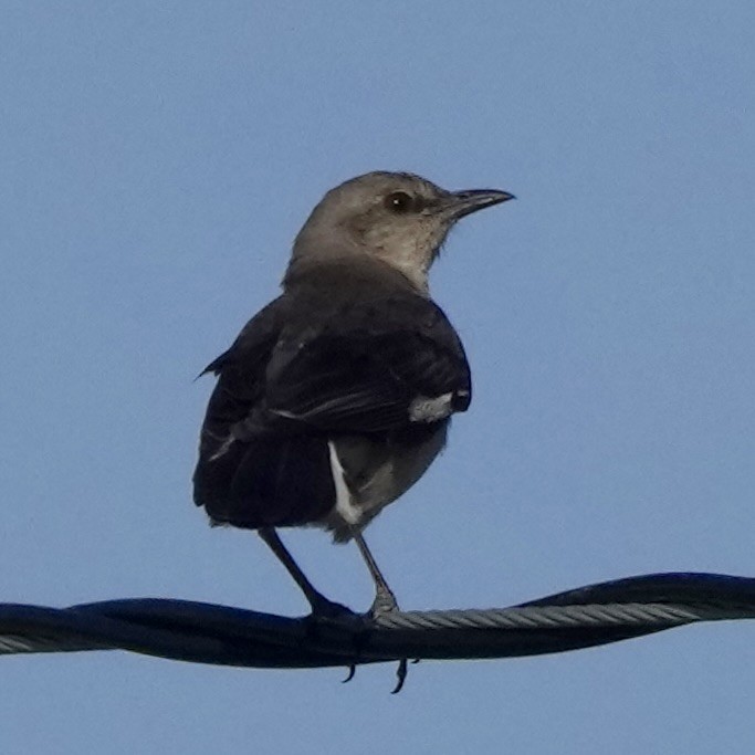 sangspottefugl - ML639839271