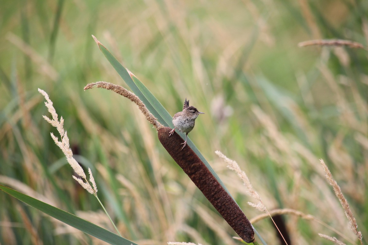 Marsh Wren - ML639839287
