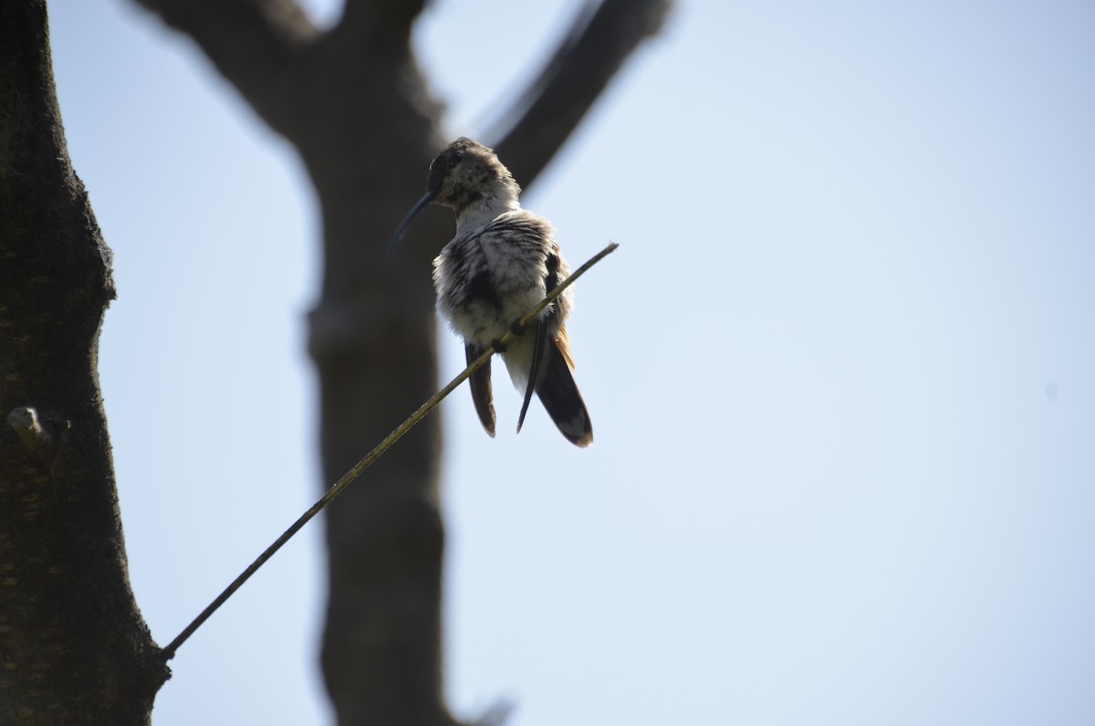 Oasis Hummingbird - ML639839291
