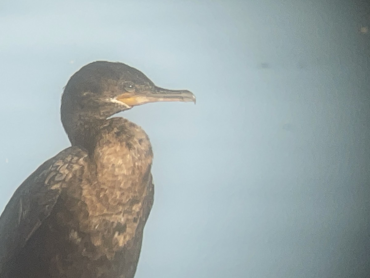 Neotropic Cormorant - ML639839314