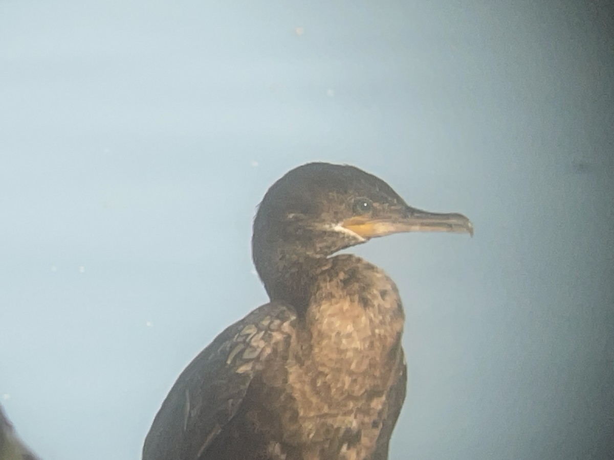 Neotropic Cormorant - ML639839315