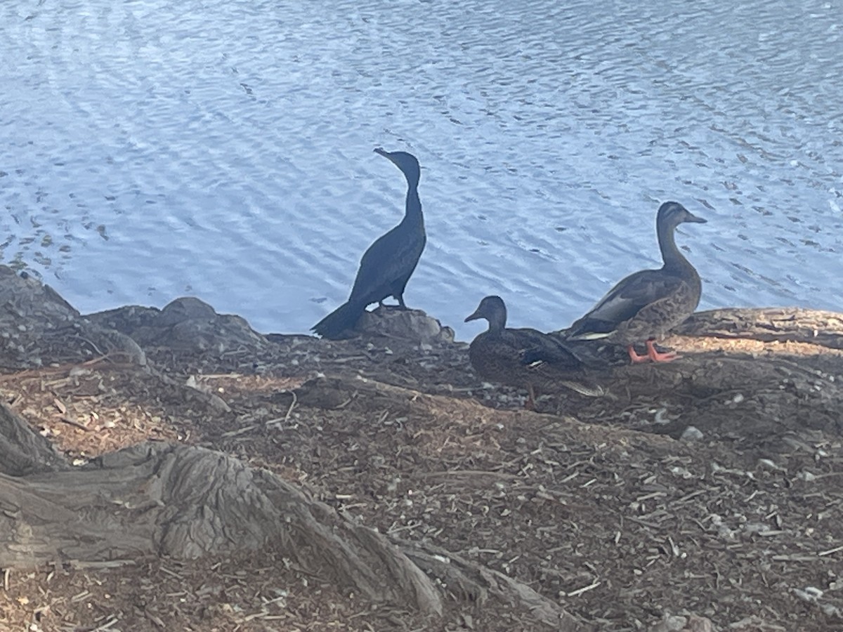 Neotropic Cormorant - ML639839316