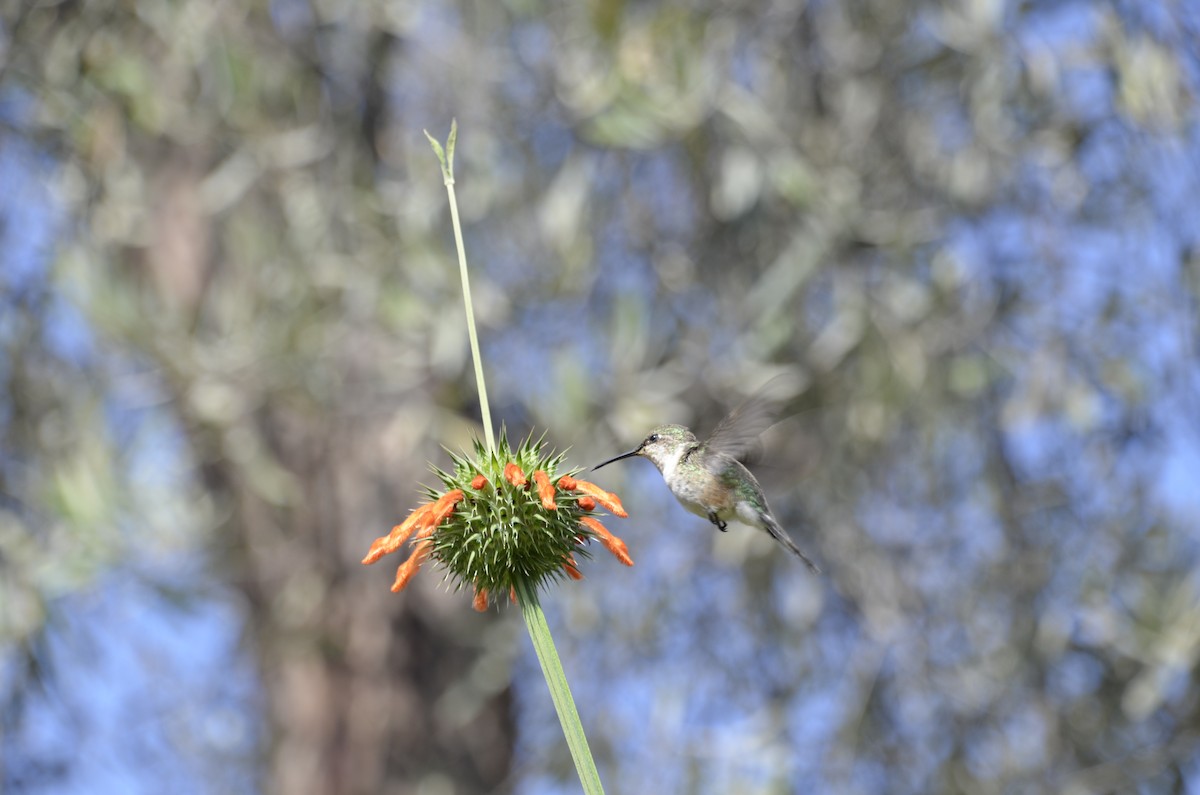 Peruvian Sheartail - ML639839331
