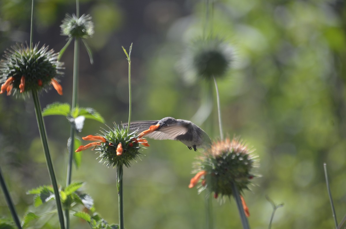 Oasis Hummingbird - ML639839375