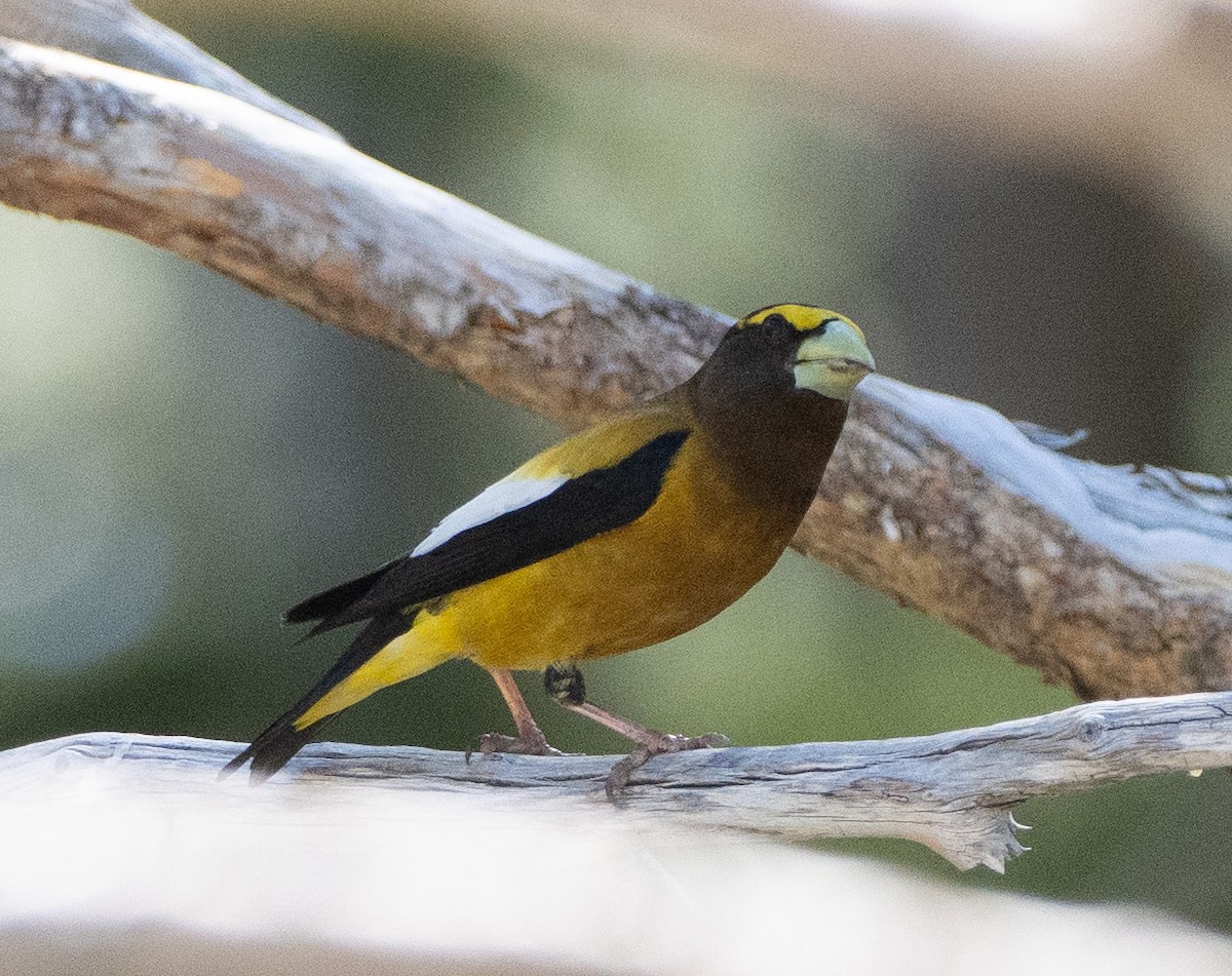 Evening Grosbeak - ML639839393