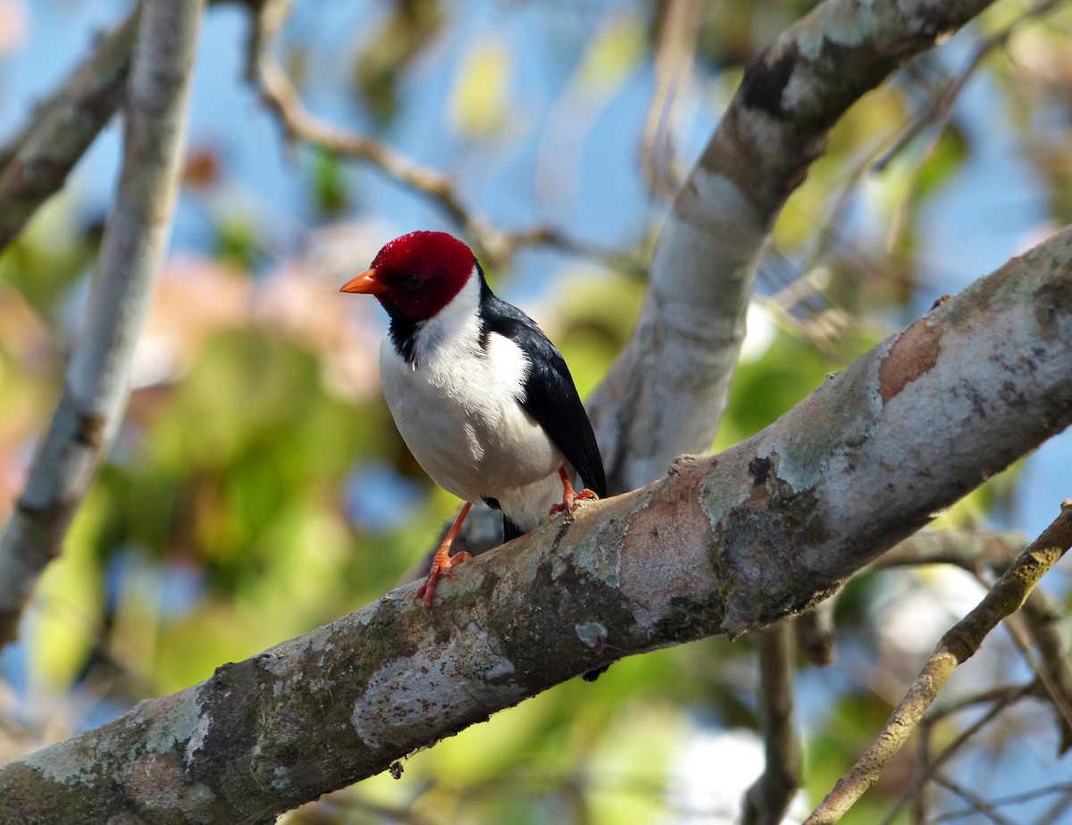 Yellow-billed Cardinal - ML639839400