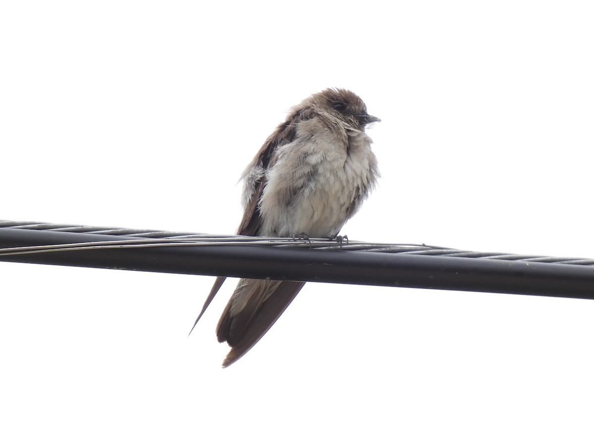 Northern Rough-winged Swallow - ML639839401