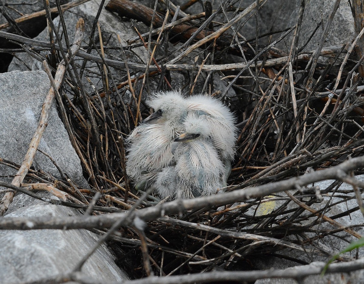 Snowy Egret - Bill Williams