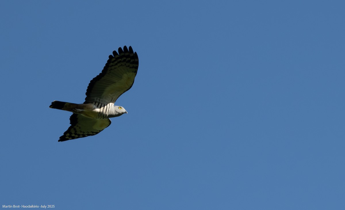 Pacific Baza - ML639839429
