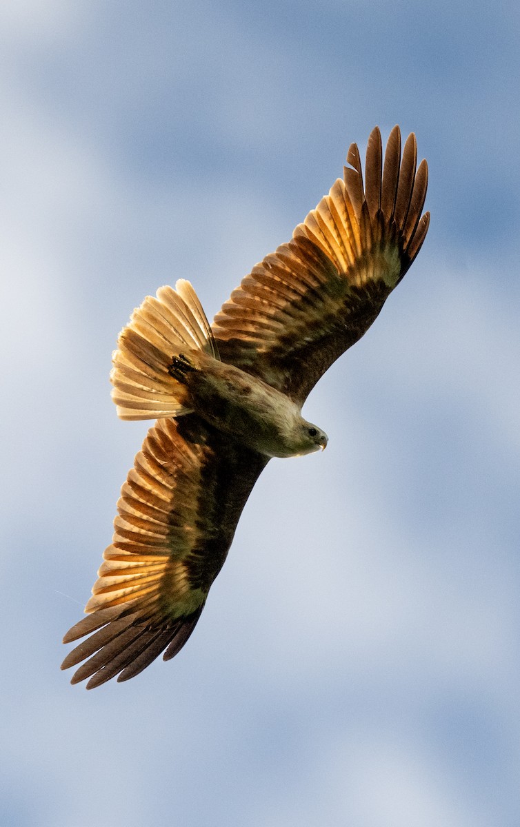 Brahminy Kite - ML639839444