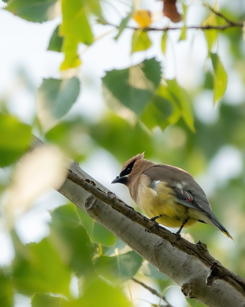 Cedar Waxwing - ML639839454