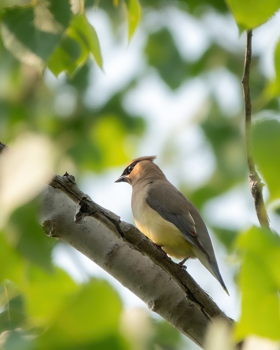 Cedar Waxwing - ML639839455