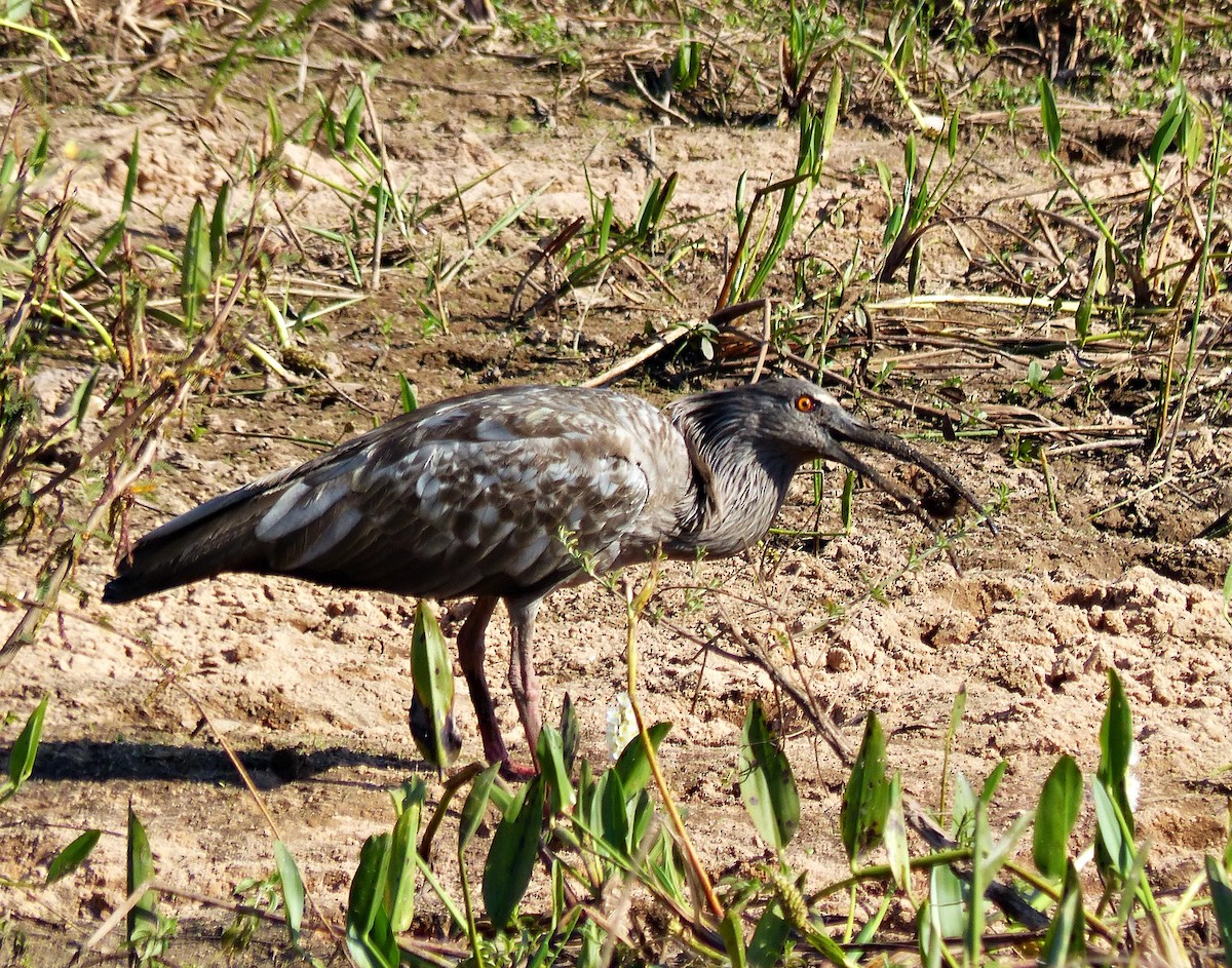 Plumbeous Ibis - ML639839456