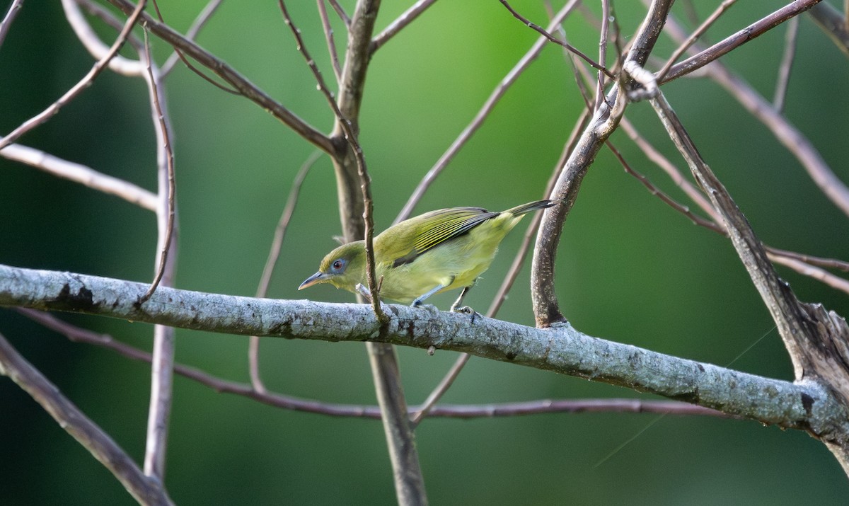 Malaita White-eye - ML639839484