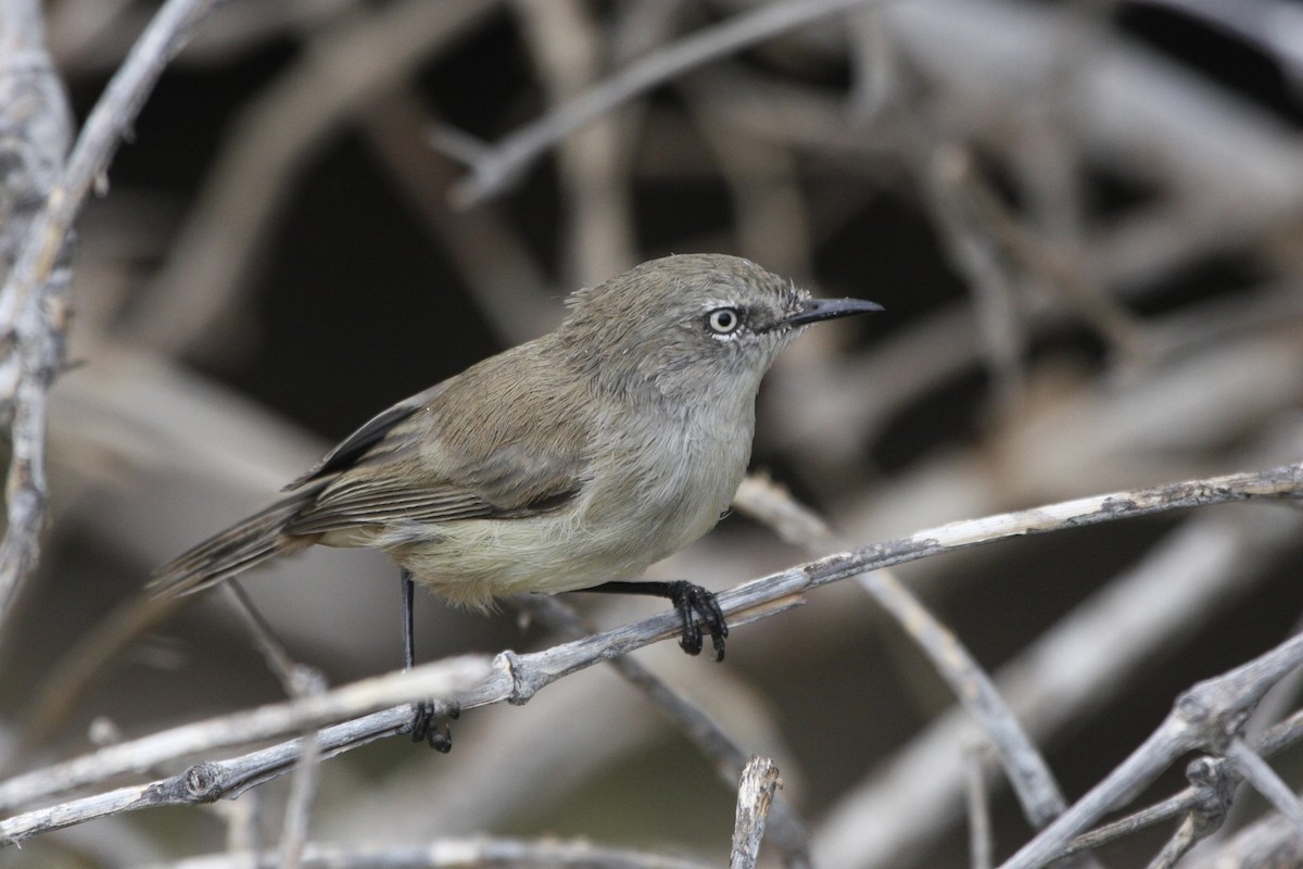 Dusky Gerygone - ML639839545