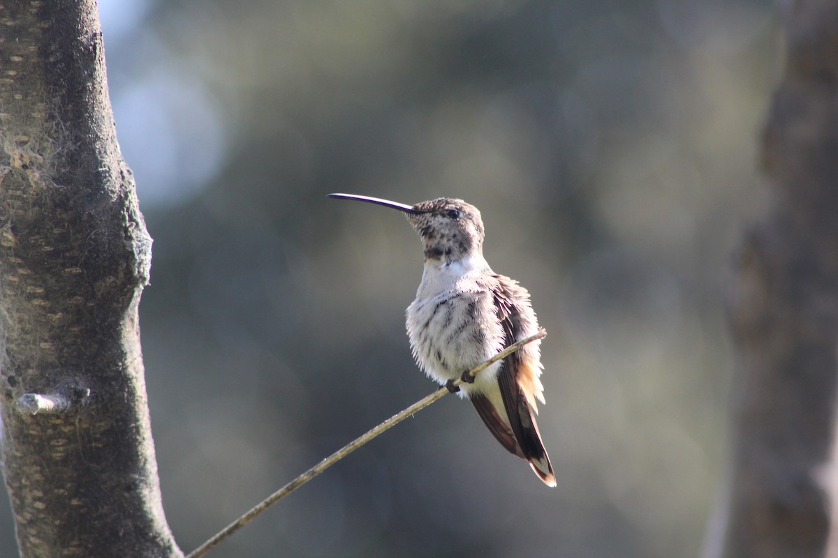 Oasis Hummingbird - ML639839555
