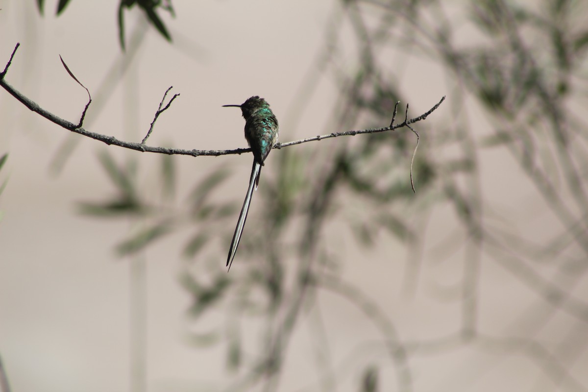 Peruvian Sheartail - ML639839604