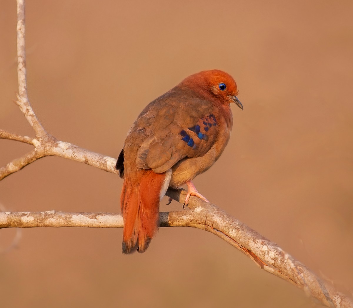 Blue-eyed Ground Dove - ML639839605