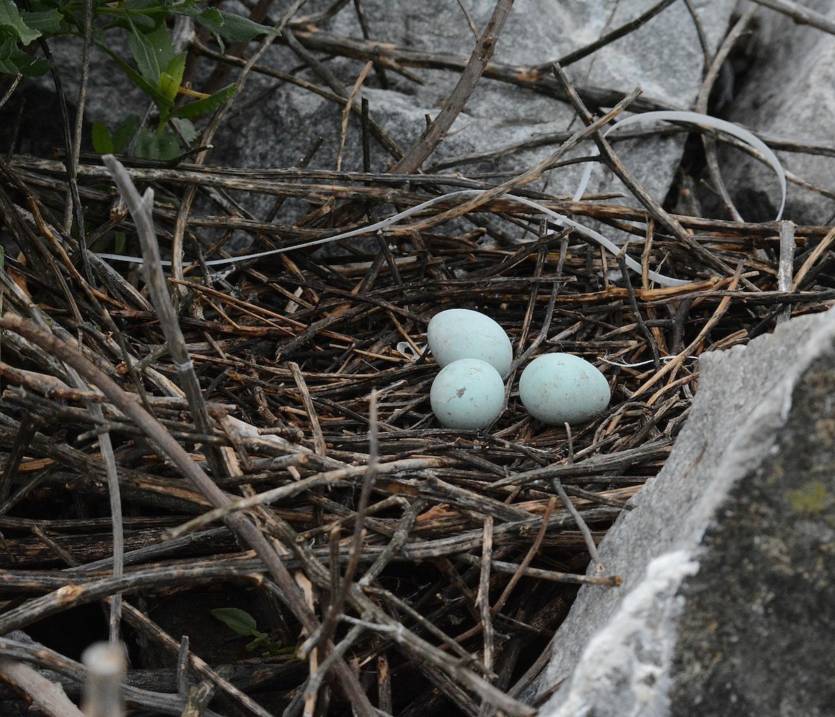 Snowy Egret - Bill Williams