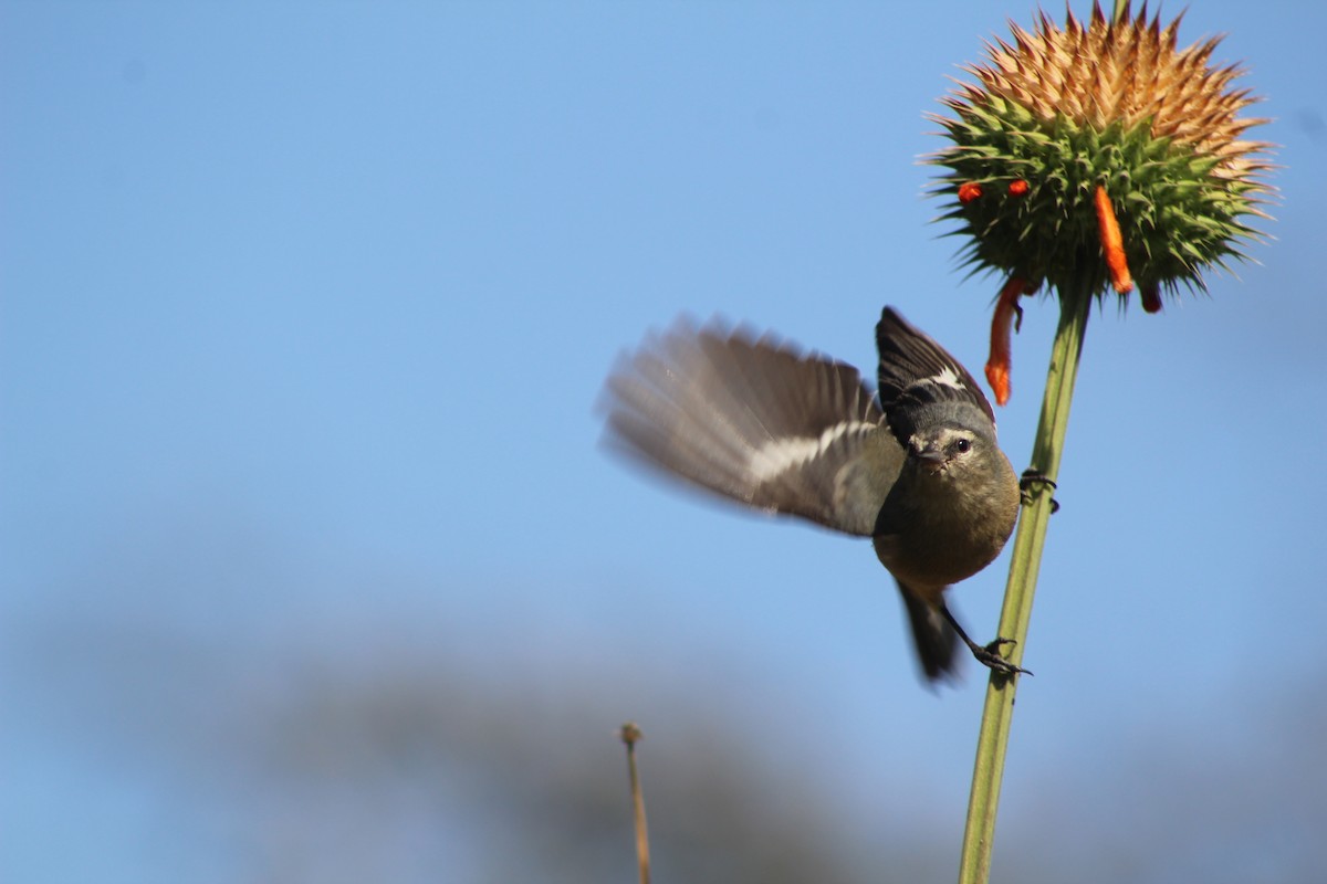 Cinereous Conebill - ML639839622