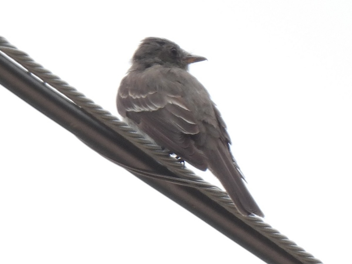 Eastern Wood-Pewee - ML639839720