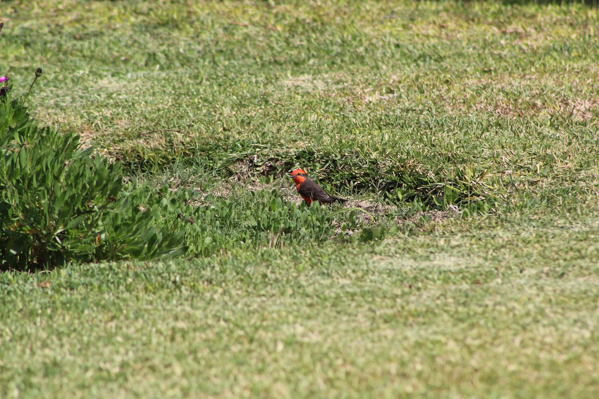 Vermilion Flycatcher - ML639839737