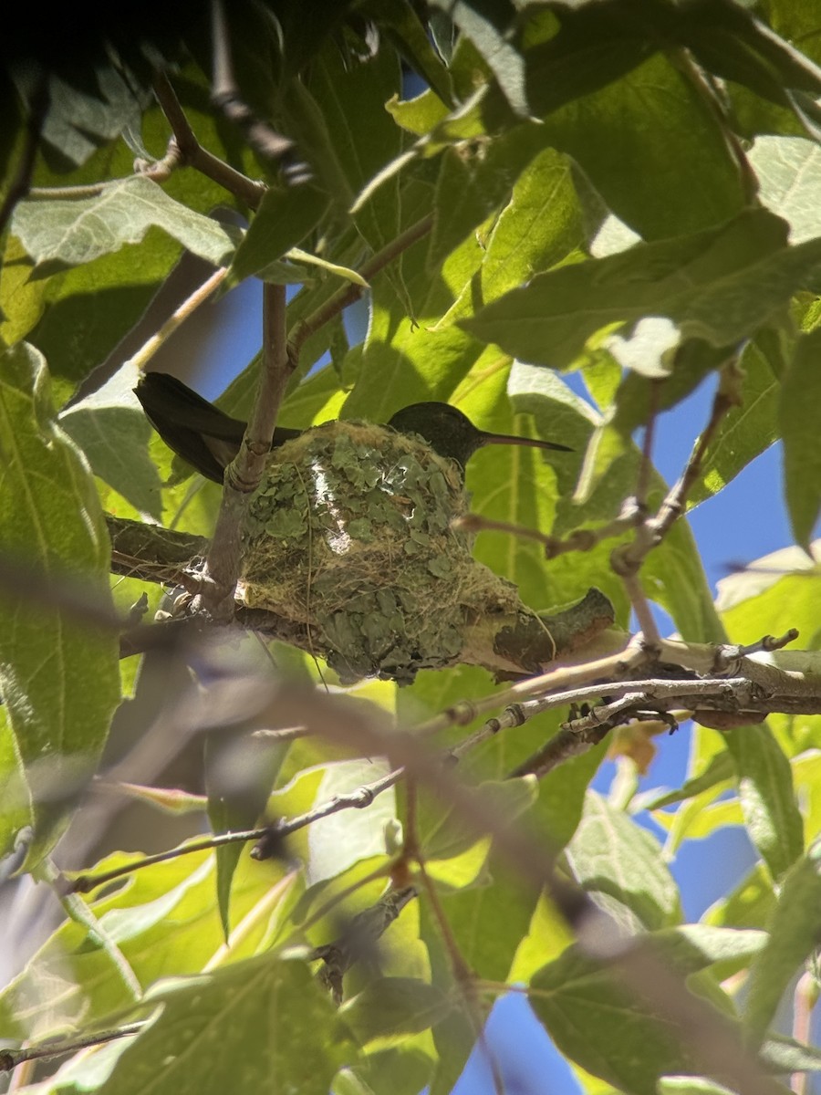 Berylline Hummingbird - ML639839748