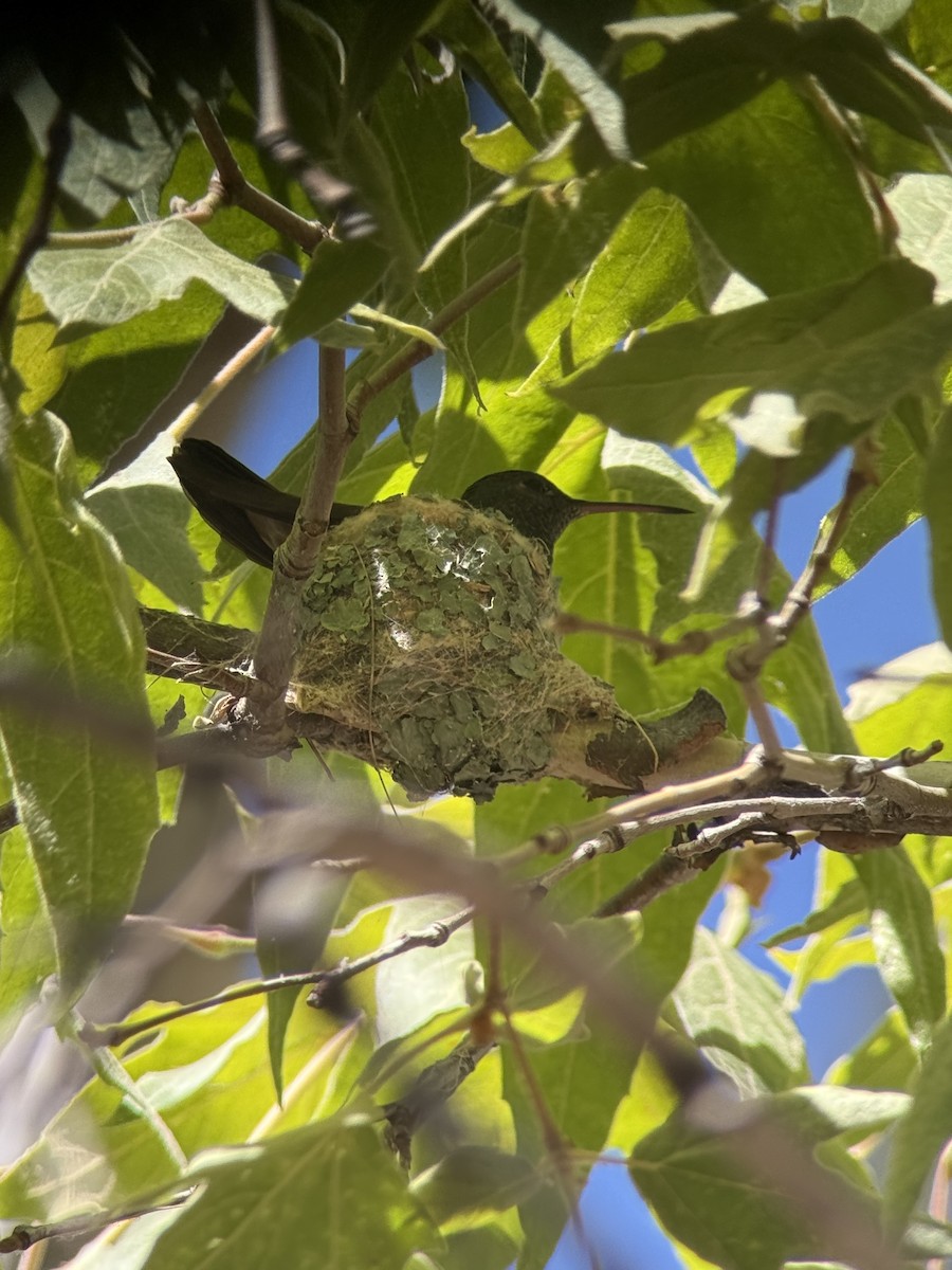 Berylline Hummingbird - ML639839749