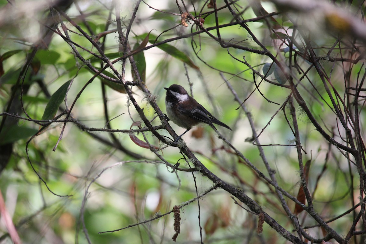 Chestnut-backed Chickadee - ML639839760