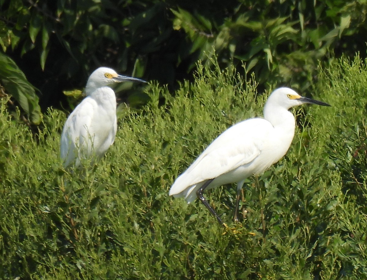 Snowy Egret - ML639839768