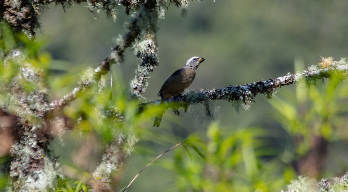 Thick-billed Saltator - ML639839786