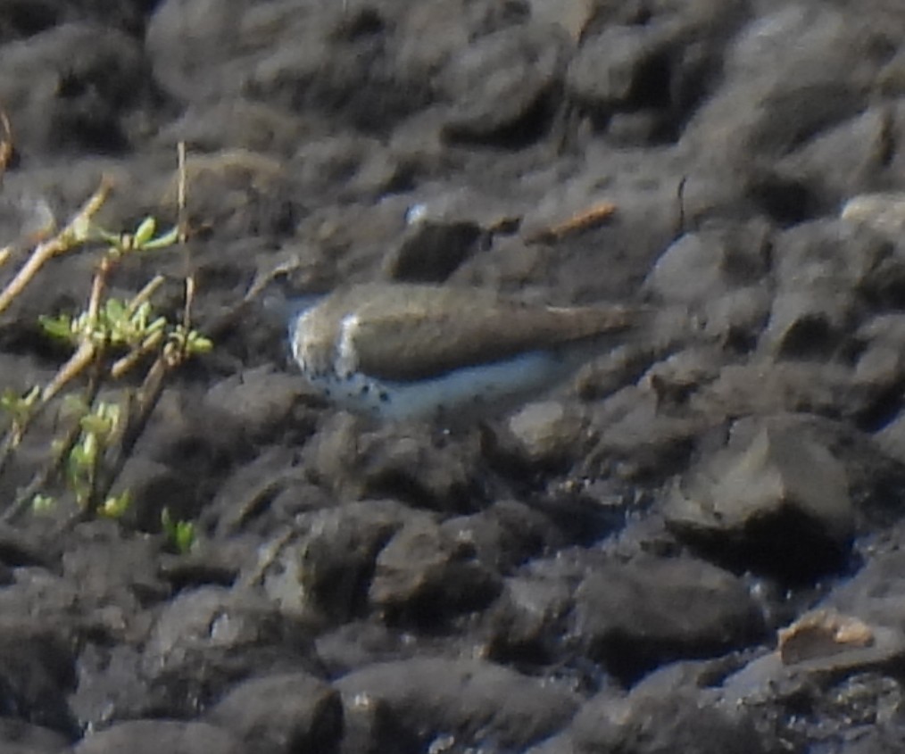 Spotted Sandpiper - ML639839788