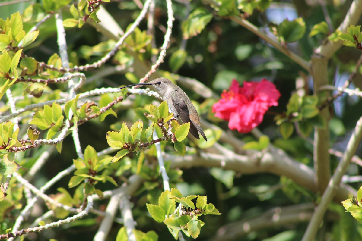 Oasis Hummingbird - ML639839794