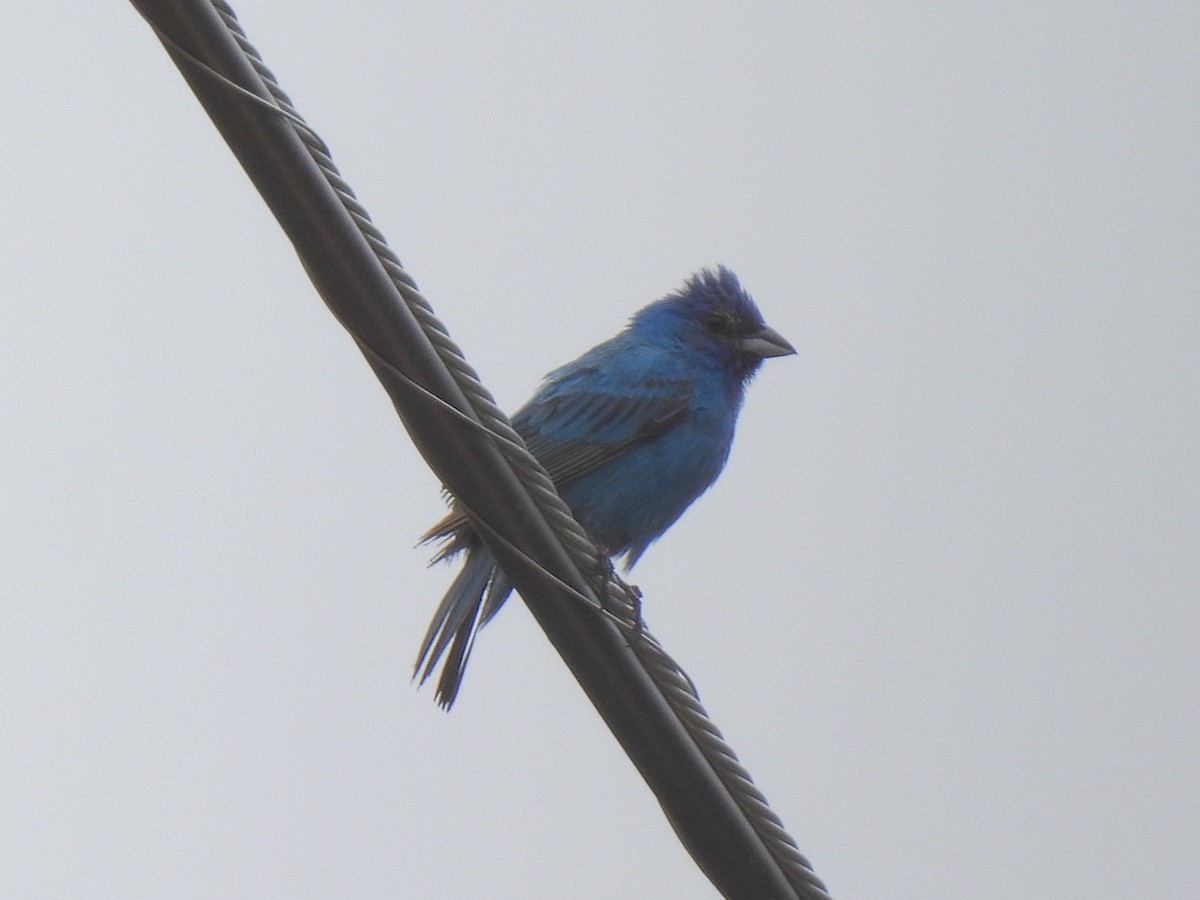 Indigo Bunting - ML639839799