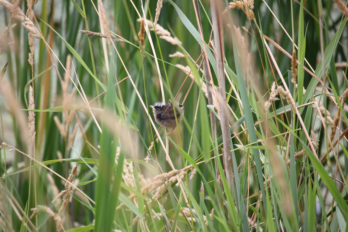 Marsh Wren - ML639839826