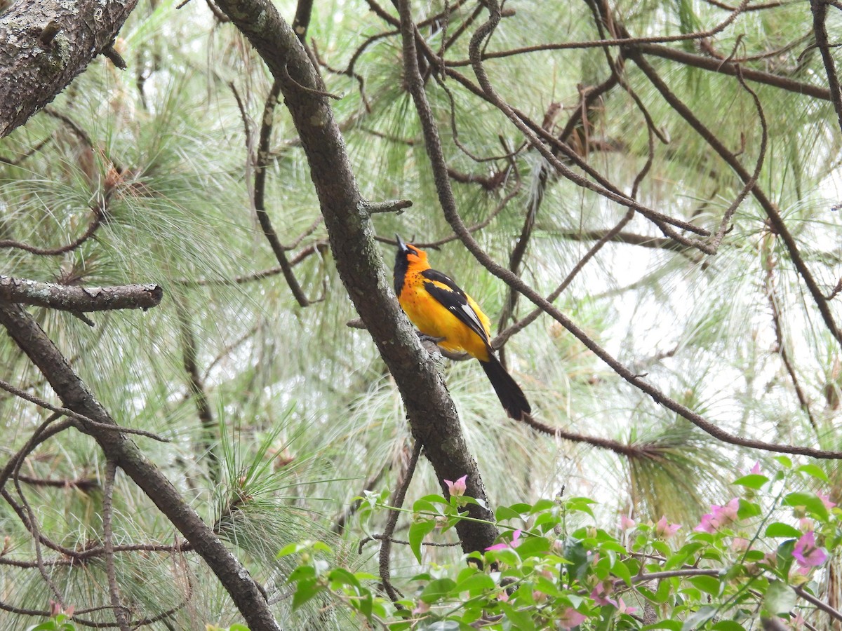 Spot-breasted Oriole - ML639839854