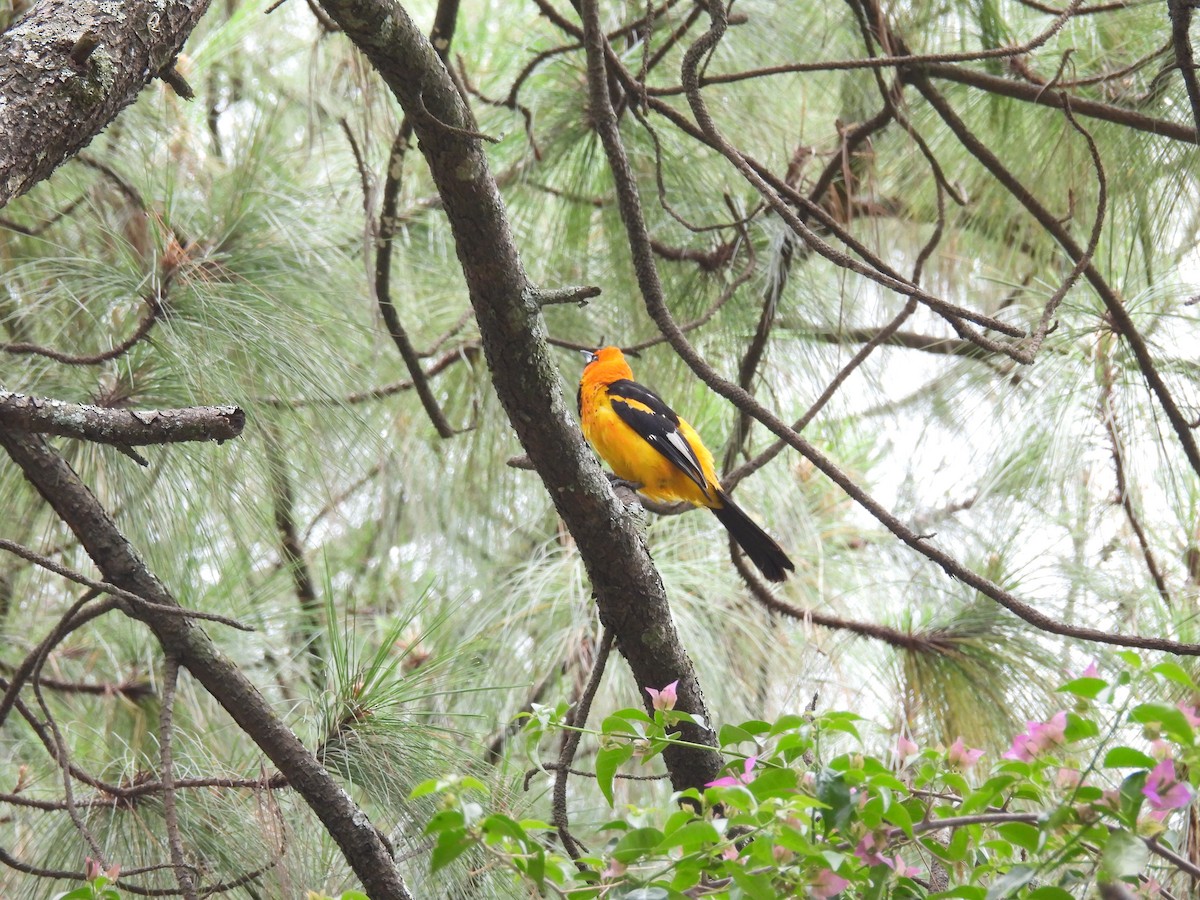 Spot-breasted Oriole - ML639839856