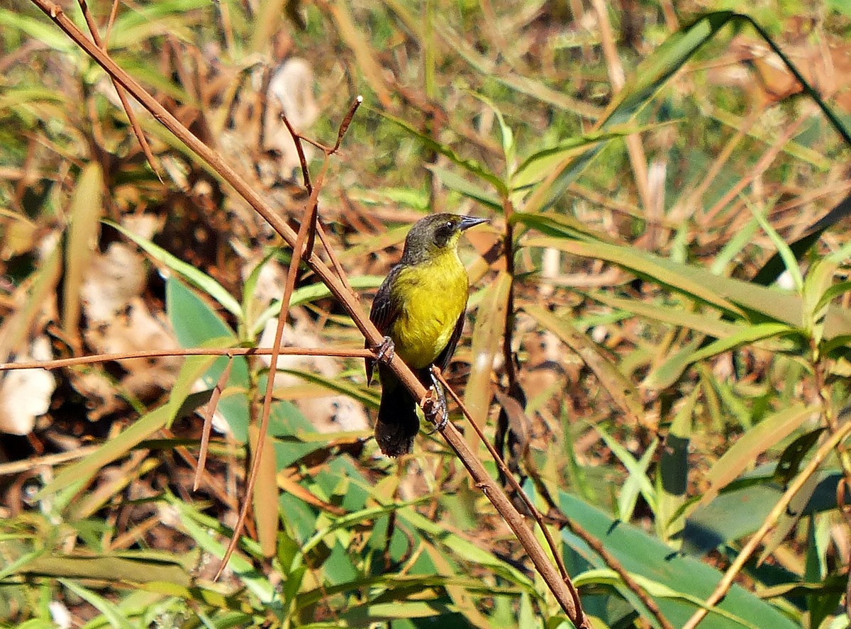 Unicolored Blackbird (Yellow-breasted) - ML639839889