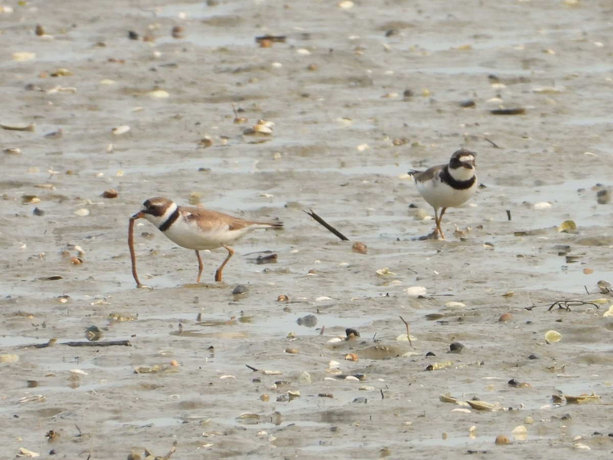 Semipalmated Plover - ML639839920