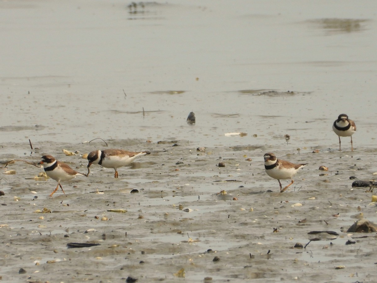 Semipalmated Plover - ML639839922
