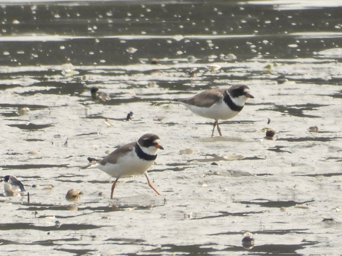 Semipalmated Plover - ML639839924