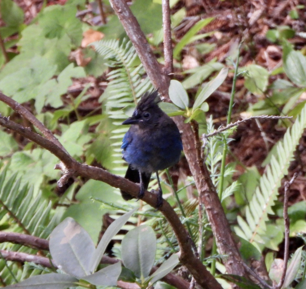 Steller's Jay - ML639839930