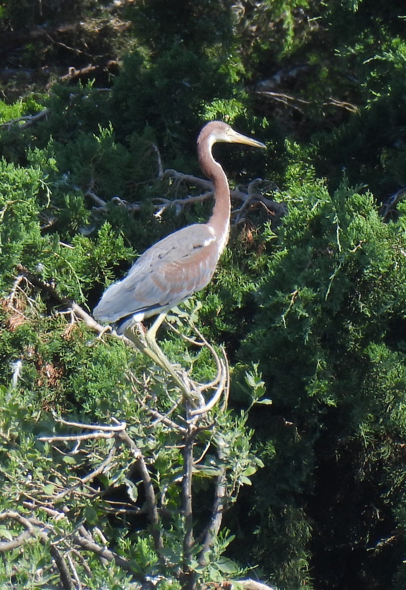 Tricolored Heron - ML639839932
