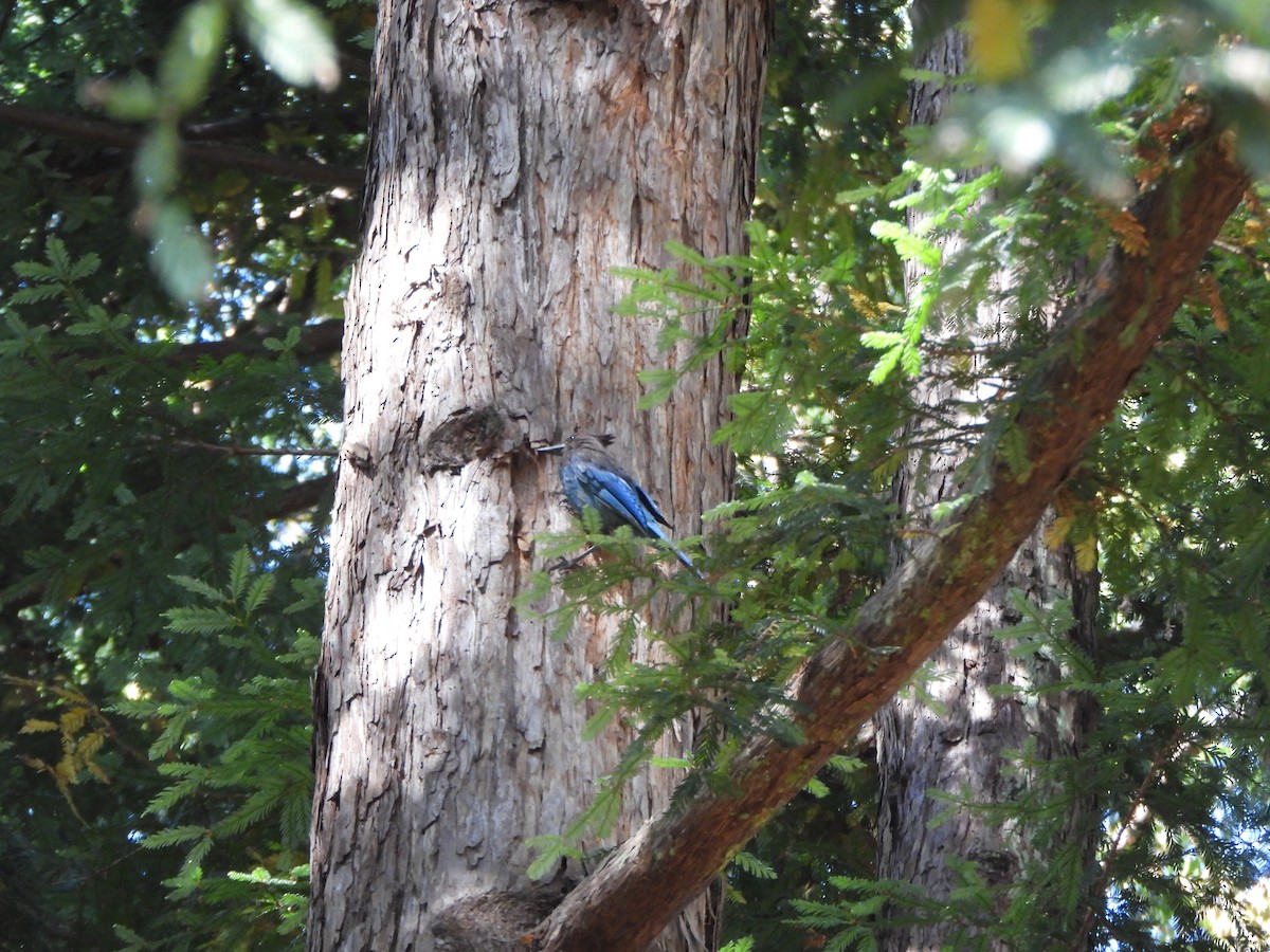 Steller's Jay - ML639839933
