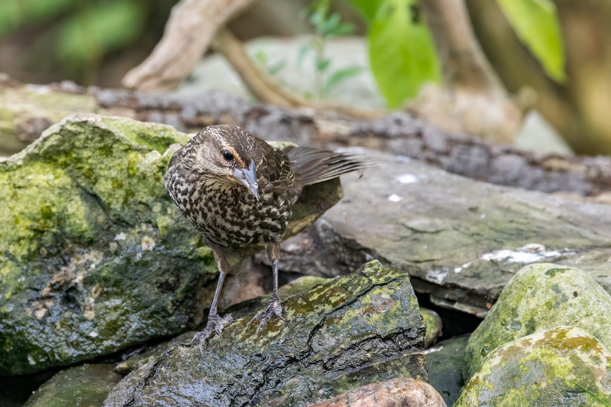 Red-winged Blackbird - ML639839934
