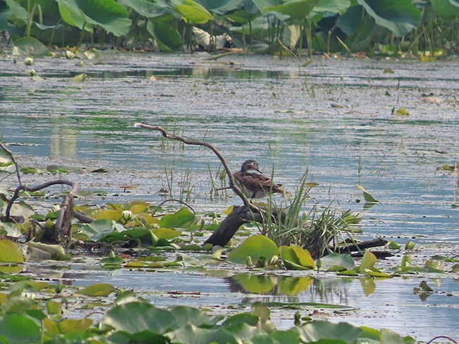 Wood Duck - ML639839935