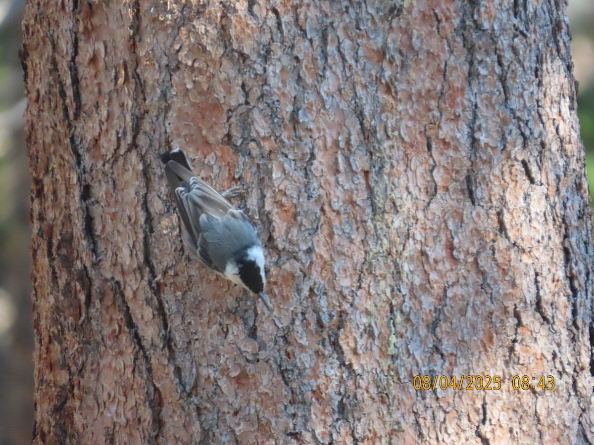 White-breasted Nuthatch - ML639839937