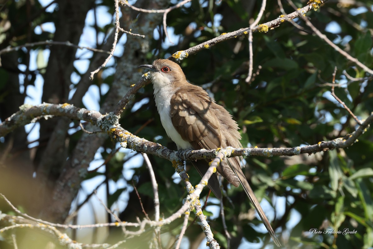 Black-billed Cuckoo - ML639839938