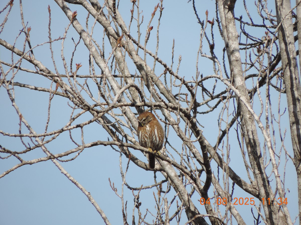 Austral Pygmy-Owl - ML639839954