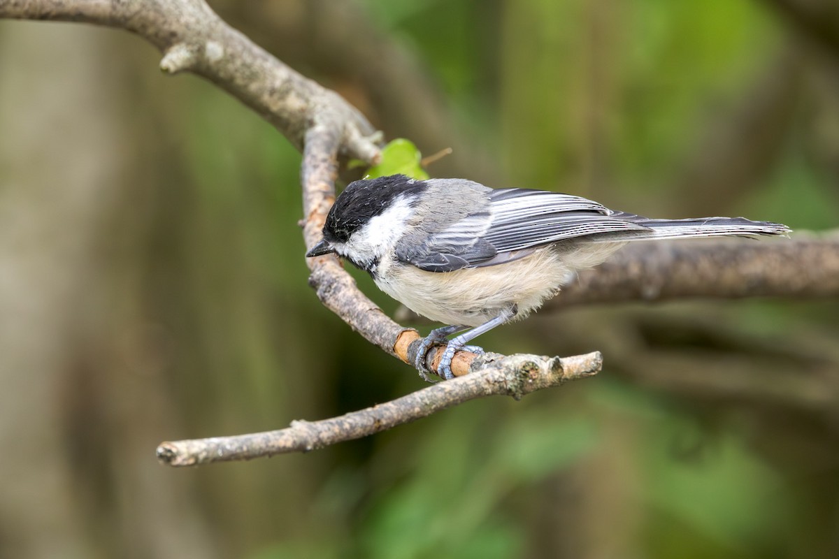 Black-capped Chickadee - ML639839974